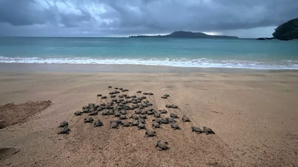 turtle group walking for the ocean