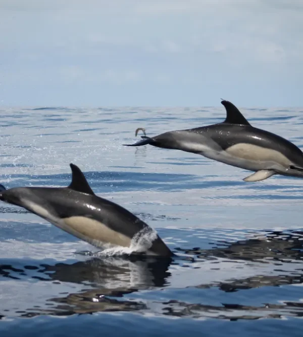 azores 1
