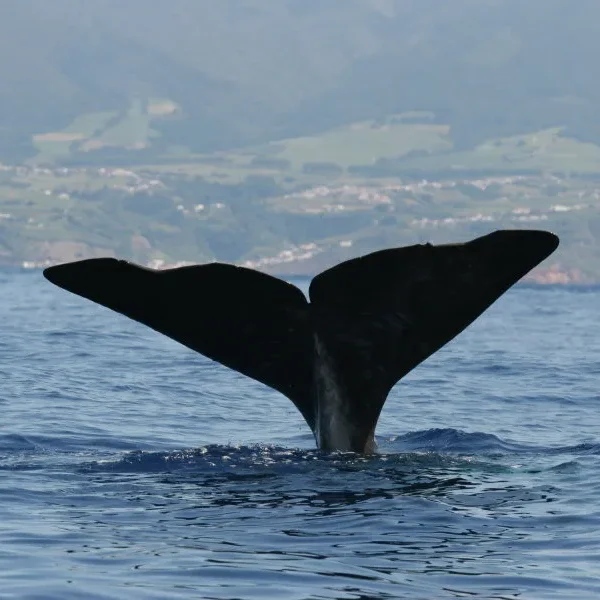 azores 2